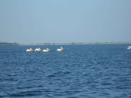 Sulina Romania Reservation