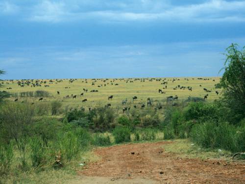 Talek, Maasai Mara Kenya Reservation